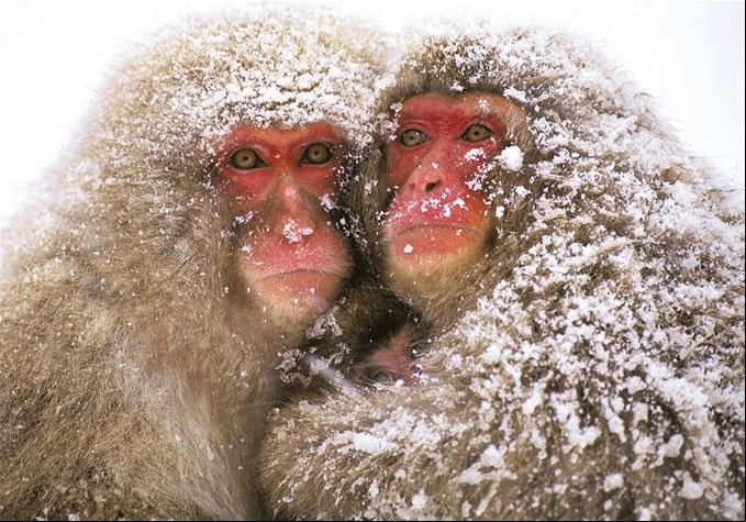 [japanesemacaques.jpg]