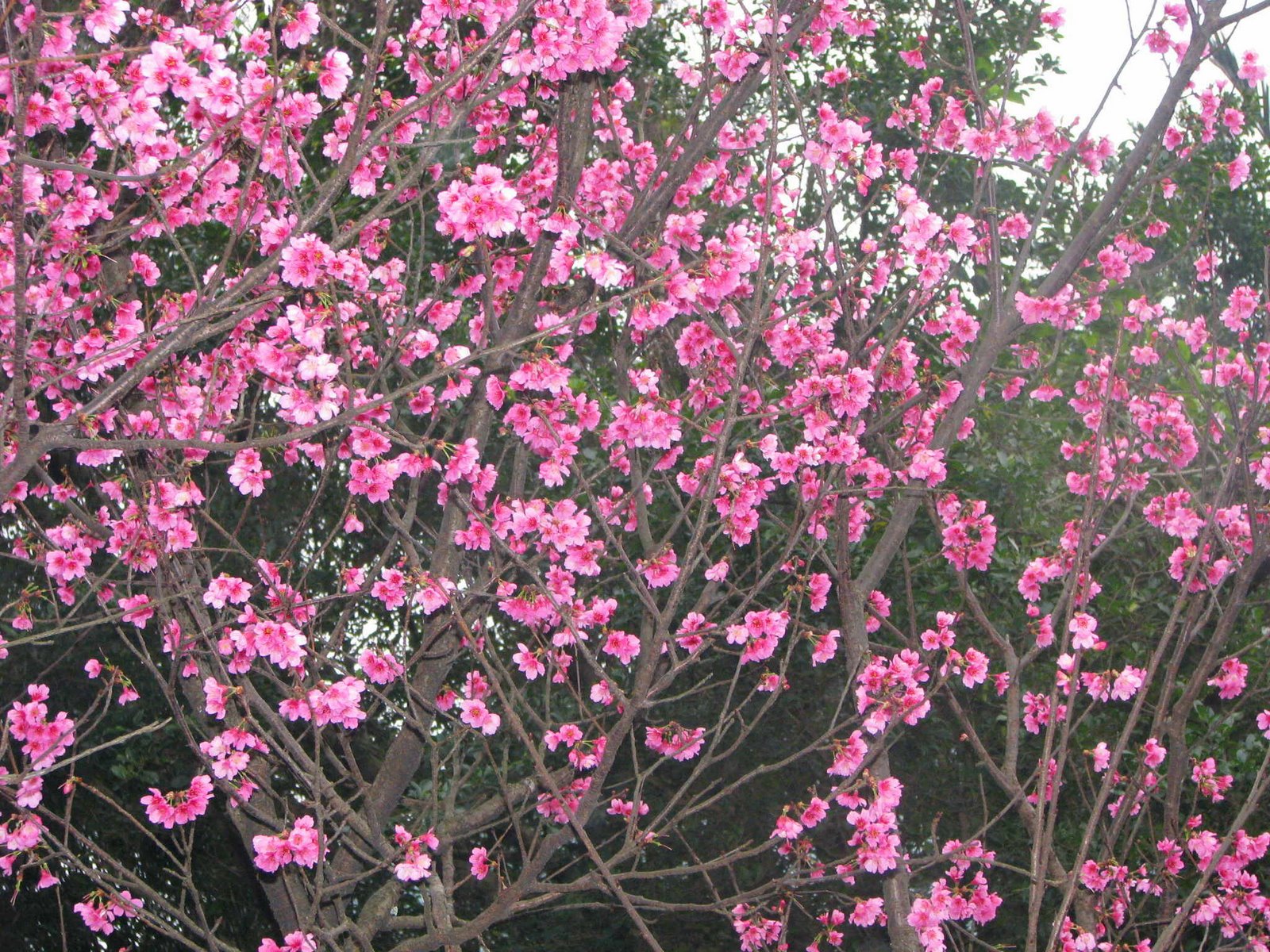 [Cherry+blossoms_09.JPG]