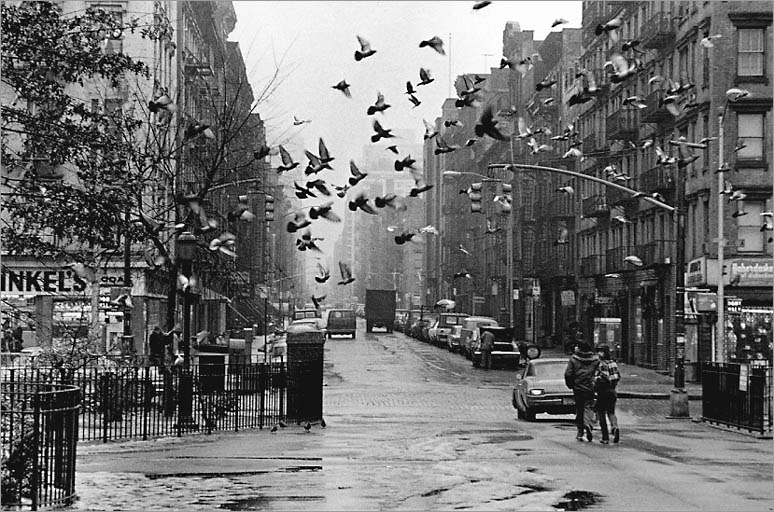 [street-pigeons-in-tompkins.jpg]