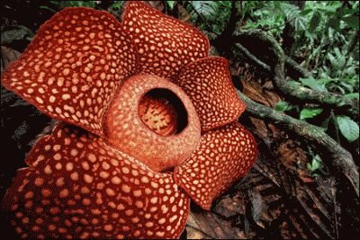 [Rafflesia+arnoldii.jpg]