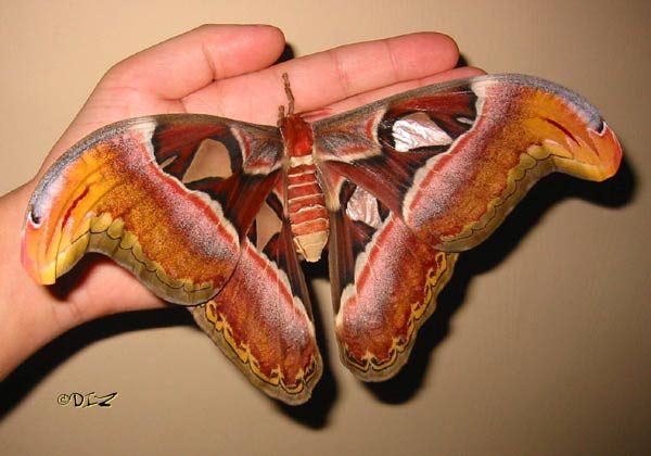 [atlas_moth2.jpg]