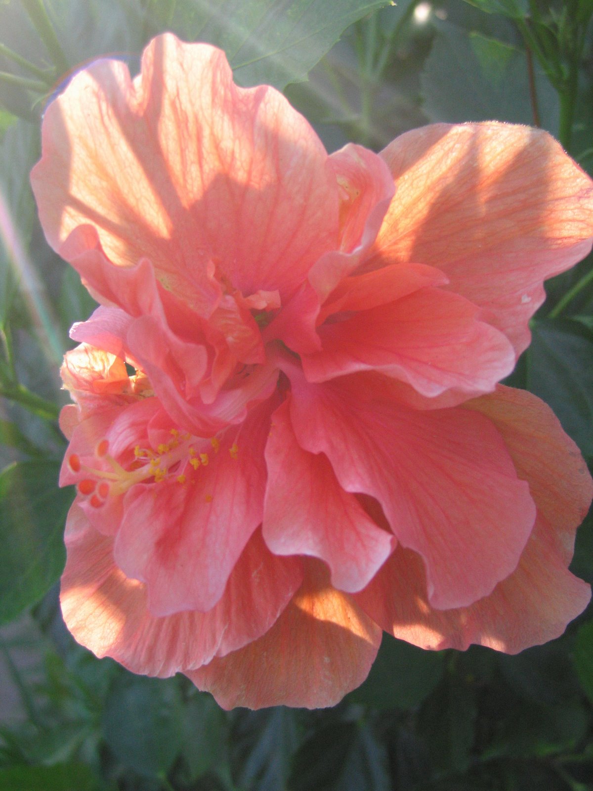 [Back+to+the+sun_peach+flower.jpg]