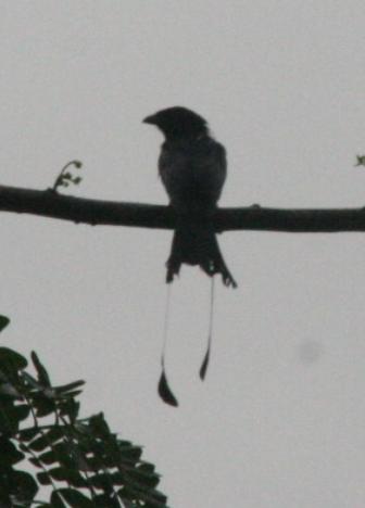 [Greater+racket+tailed+drongo.JPG]