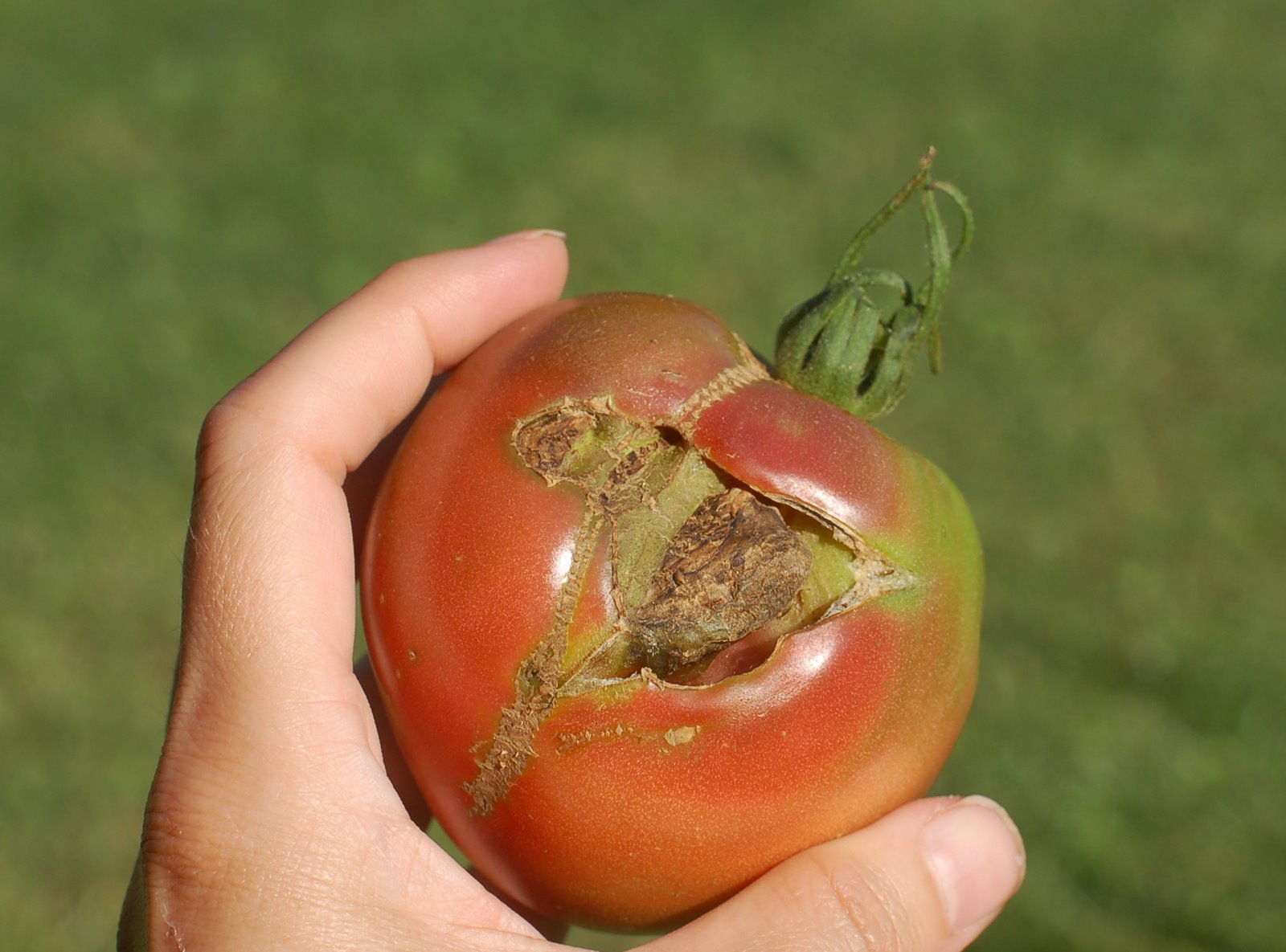 [Carignan-tomato.jpg]