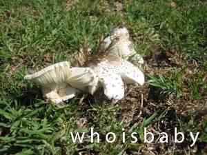 [mushroompecah.jpg]