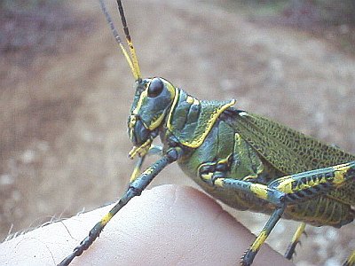 [grasshopper-2.jpg]