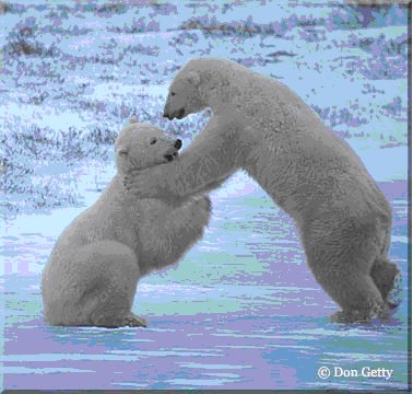 [polar+bear.bmp]
