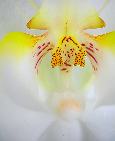 [blog_phalaenopsis.jpg]