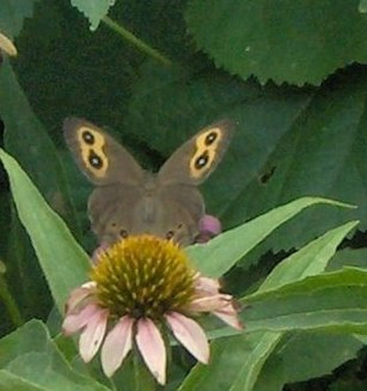 [butterflys+004+closeup.jpg]