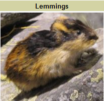 [lemmings.png]