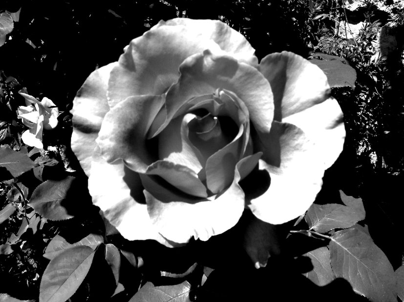 [rose+noir.jpg]