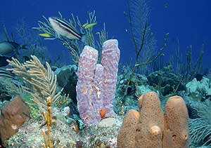 [corales.jpg]