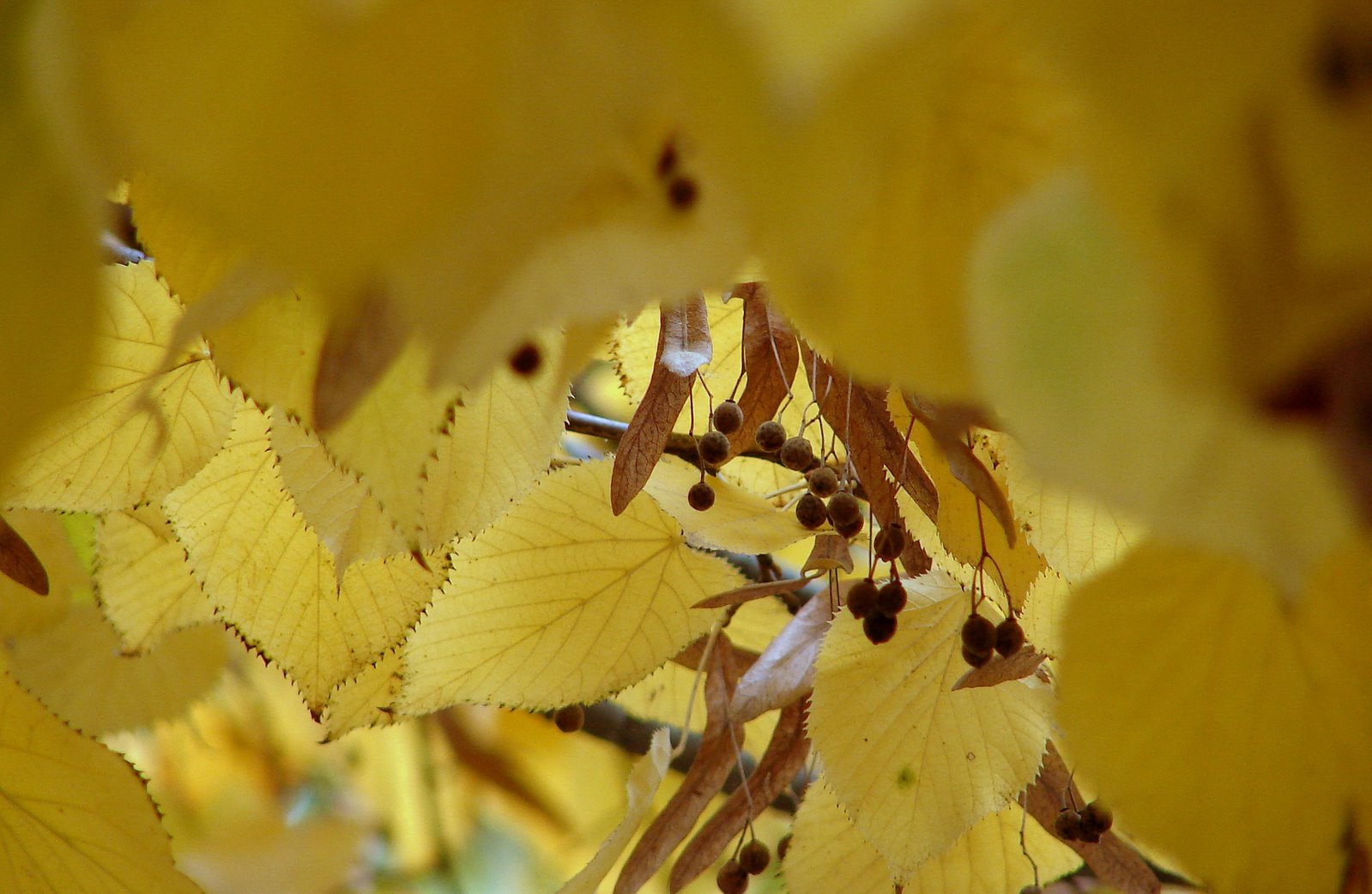 [otoño+amarillo.jpg]