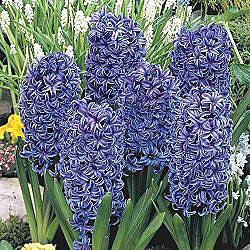 [Blue+Hyacinths.jpg]
