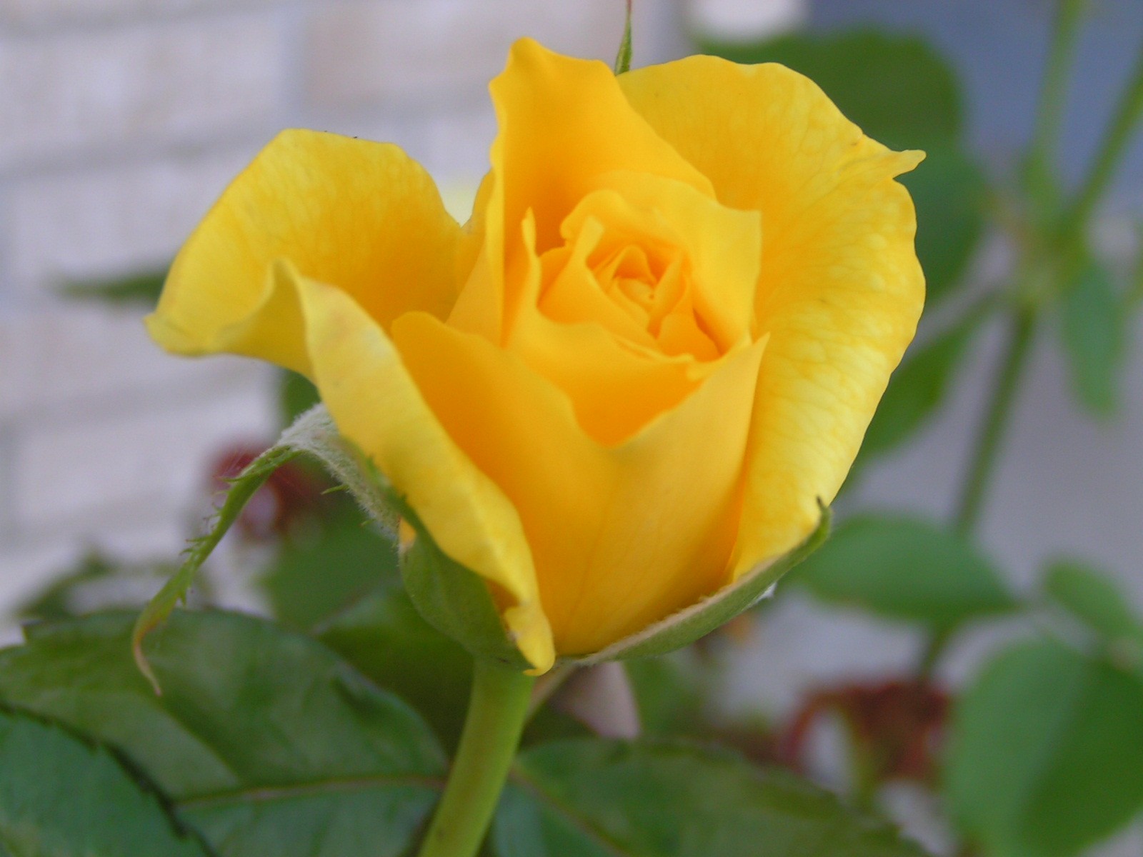 [yellow+rose+closeup.jpg]