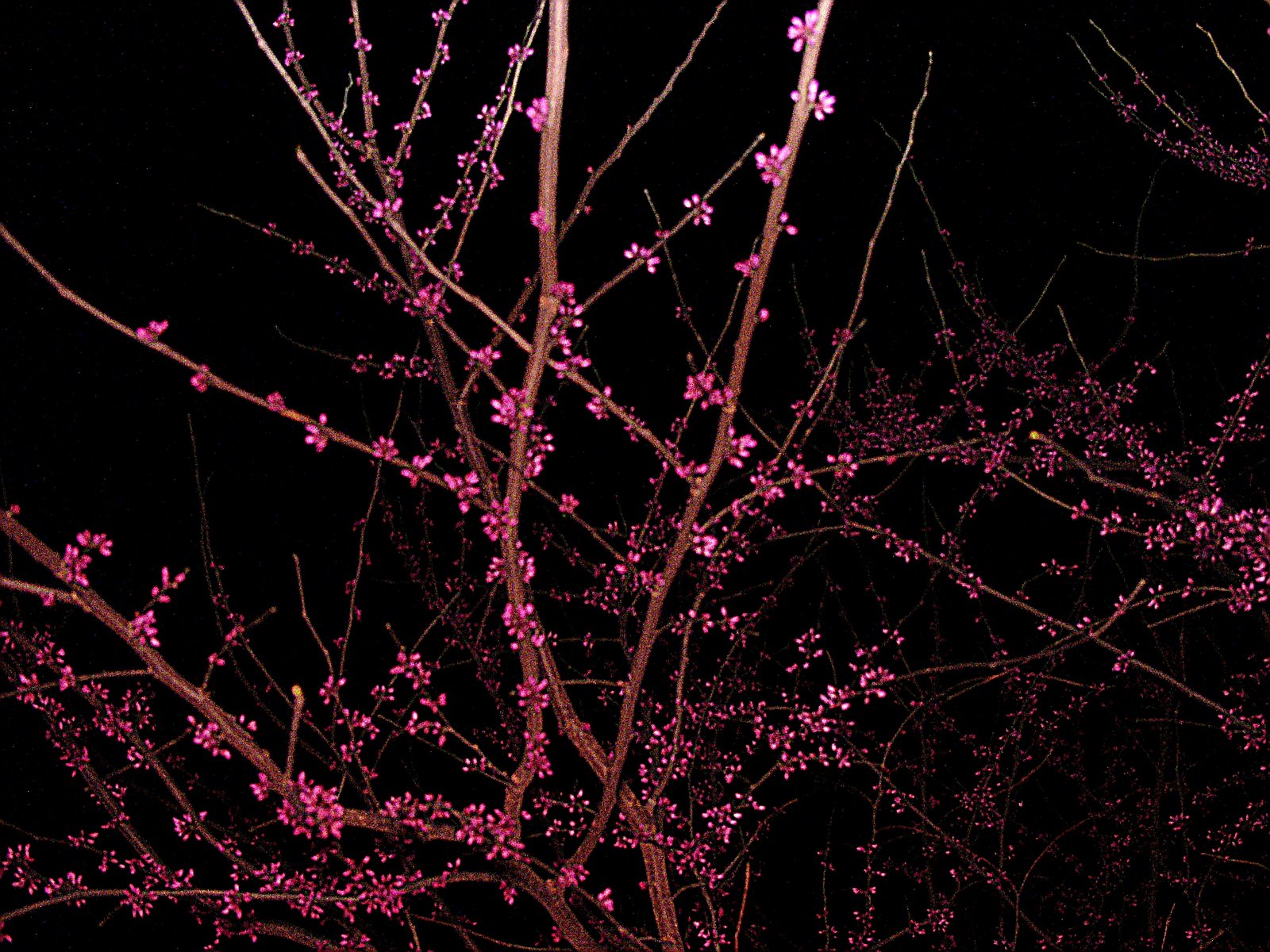 [night+flowers.JPG]