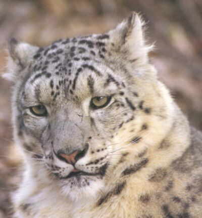 [Snow+Leopard+Face.jpg]