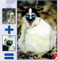 [lemur+riendo.jpg]