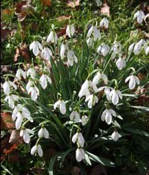 [Spring+Snowdrops,+Newchurch,+Isle+of+Wight,+Susan+Mander,+BBC-1.jpg]