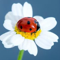 [1013-smokey-blue-ladybug_www_franklin_ma_us-1.jpg]