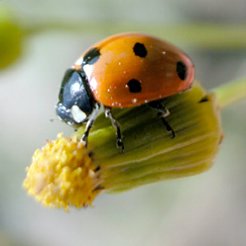 [gtotem_ladybug_photos-com-1.jpg]