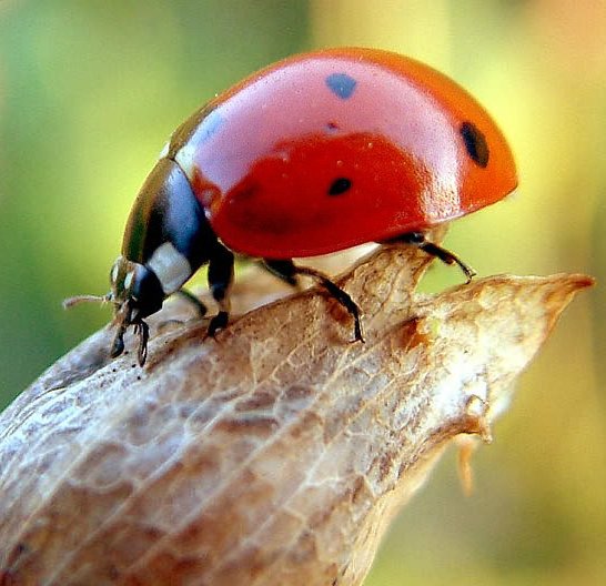 [ladybug_abbeynews-com-wp-ladybug-jpg-1.jpg]