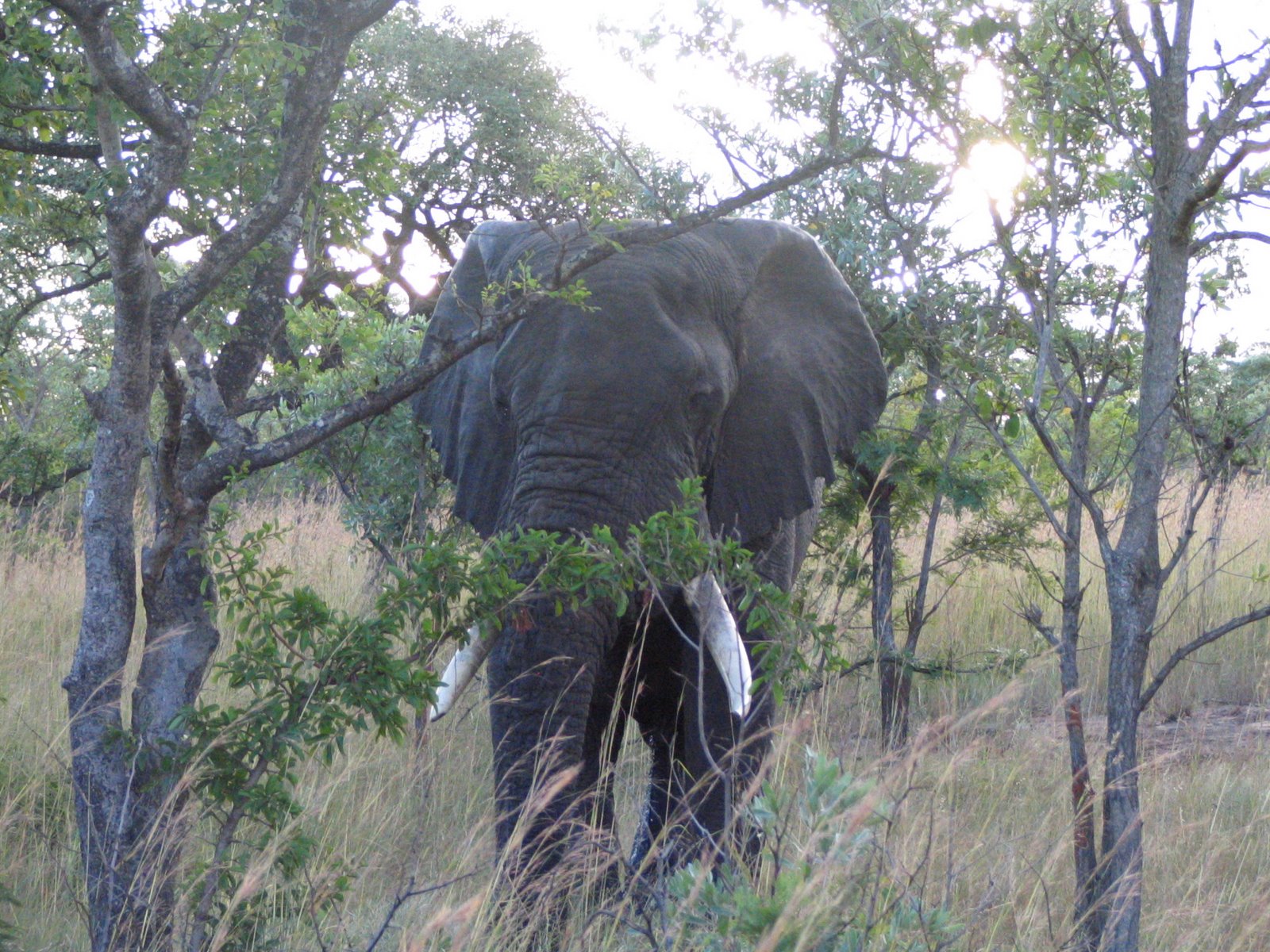 [015+Male+Elephant+in+Kruger+NP.jpg]