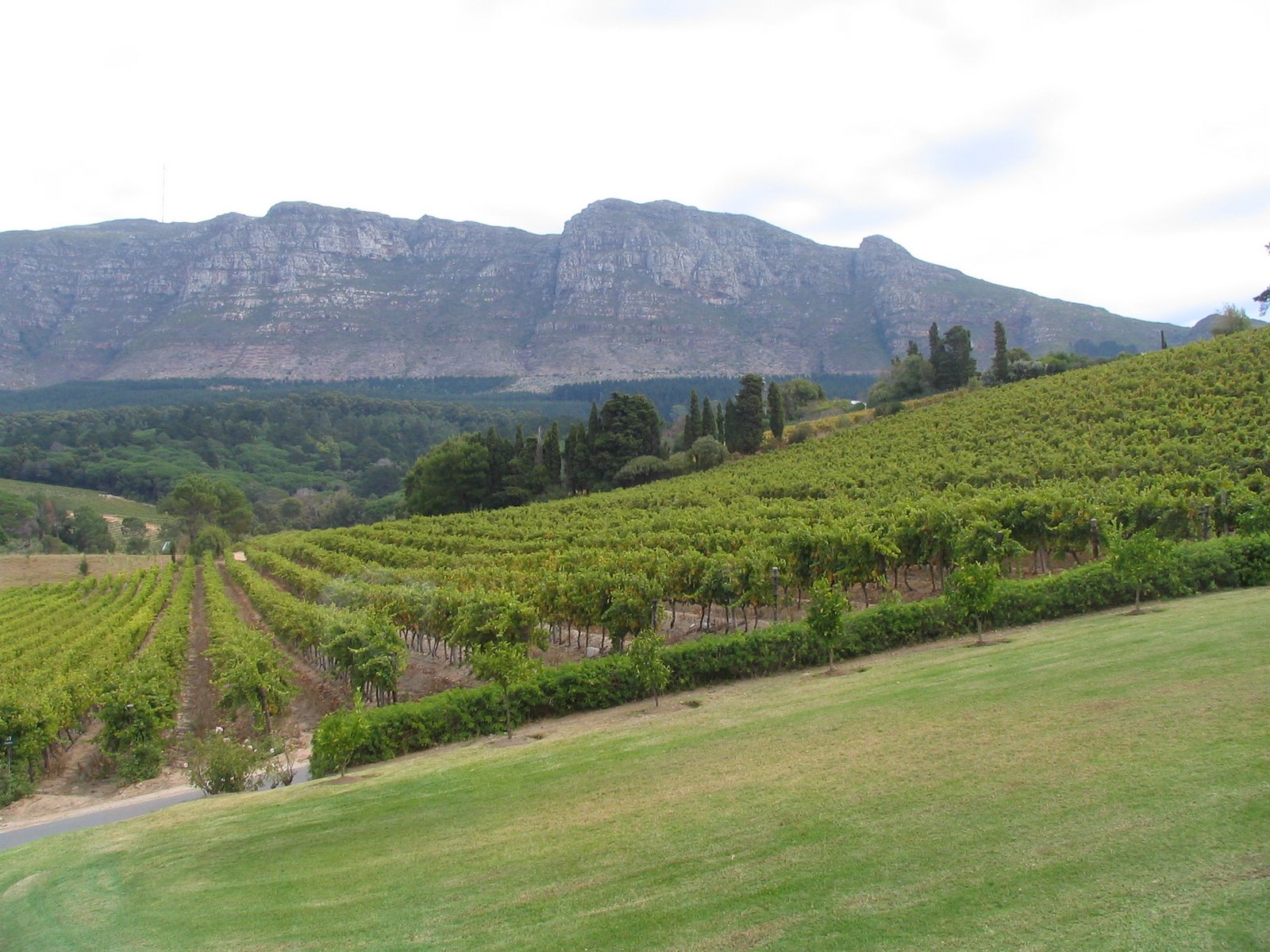 [015+Vineyards+and+Mountains+in+Winelands+Area+Near+Capetown.jpg]