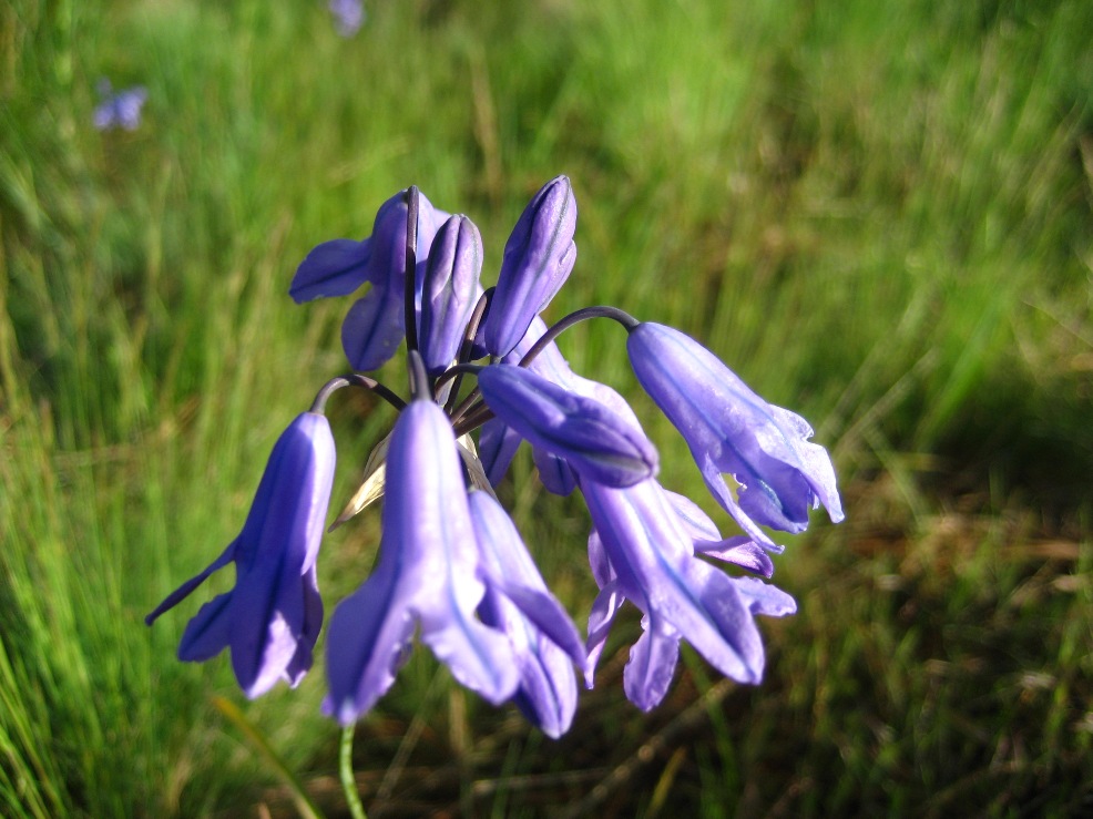[wild-hyacinth.JPG]