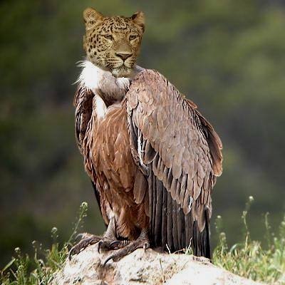 [vautour+fauve[1].JPG]