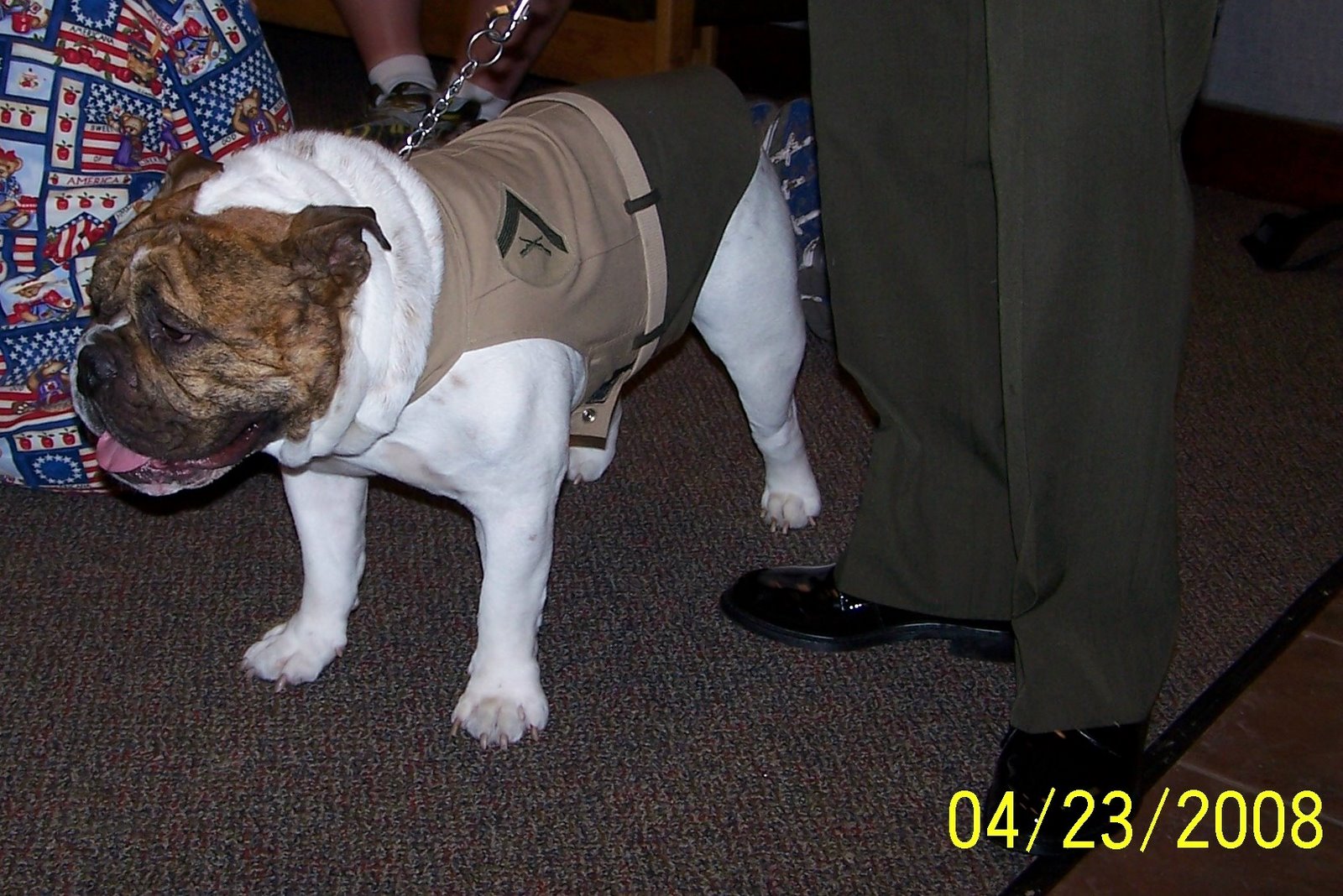 [Bulldog+-+Marine+Mascot.jpg]