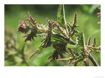 [OSBOA-00000406-001~Stinging-Nettles-Flowers-in-Close-Up-Posters.jpg]