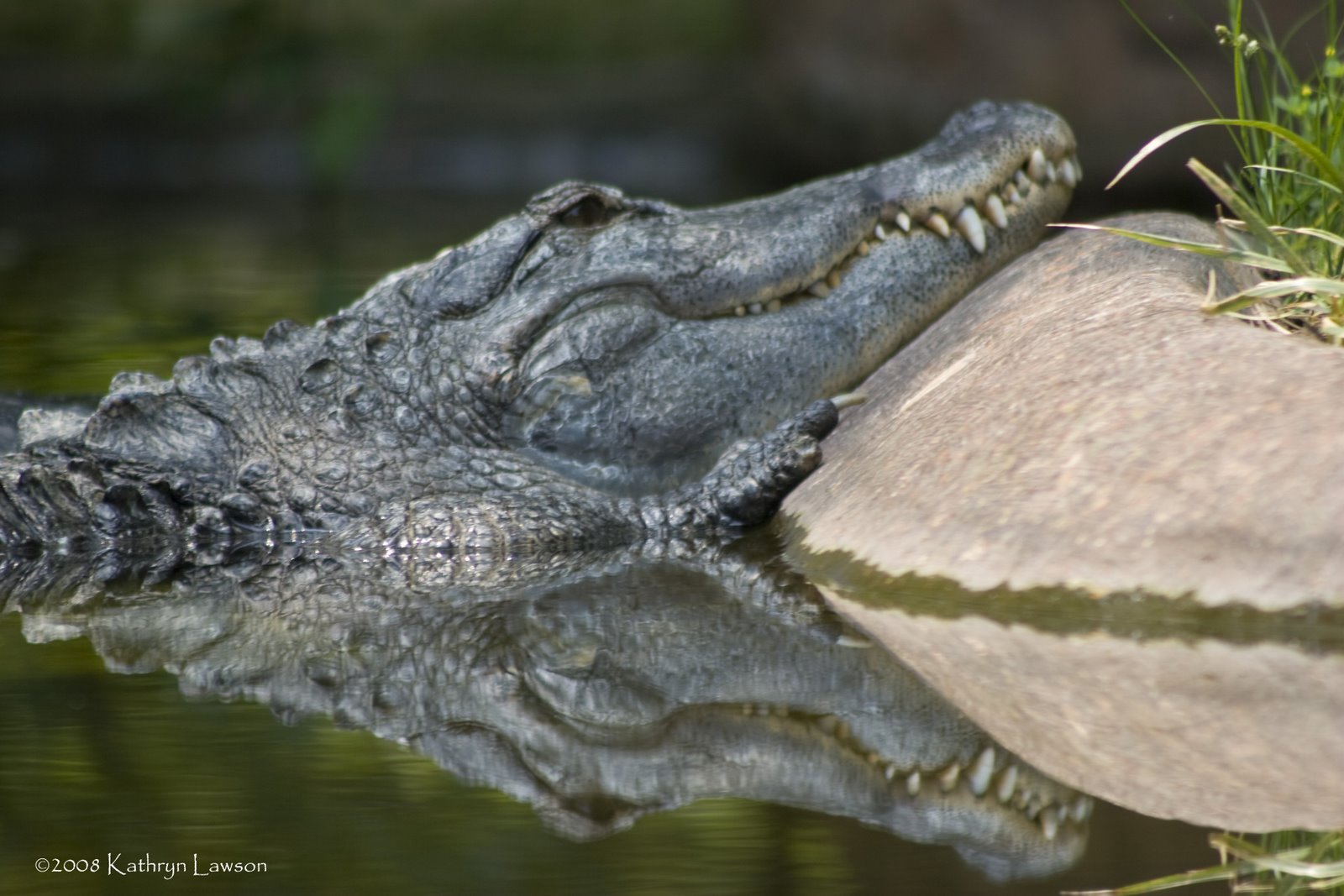 [crocodile_reflection.jpg]