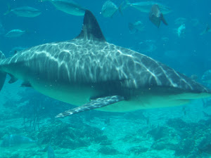 Shark Bay @ Sea World
