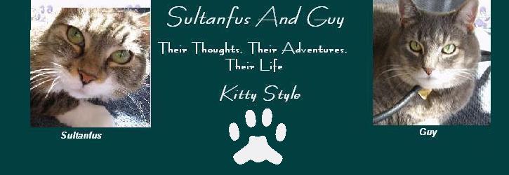 Sultanfus And Guy's Kitty Blog