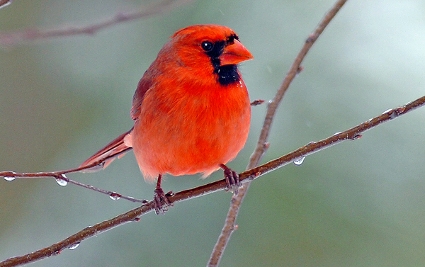 [Cardinal+male_0115.jpg]