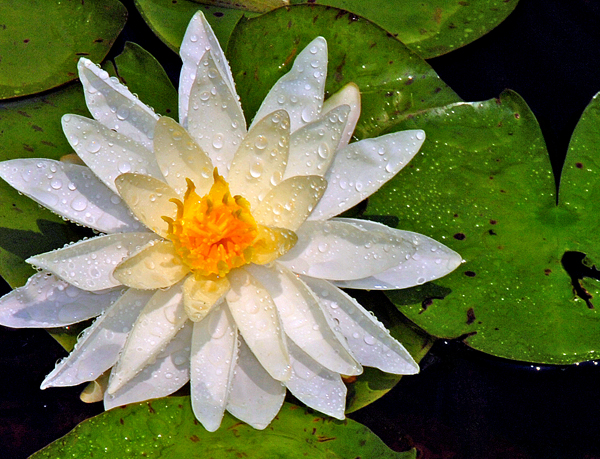 [Water+Lily1.jpg]