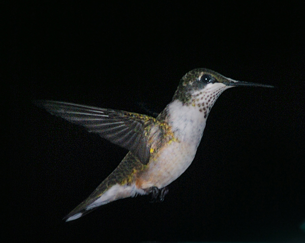 [Hummingbird.jpg]