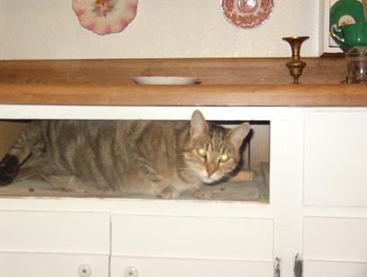 [Cat+drawer.jpg]