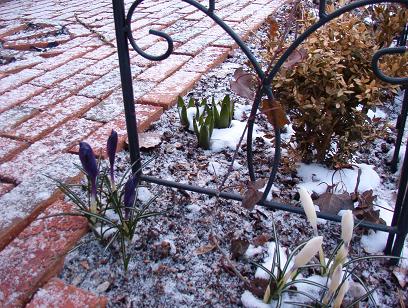 [spring+in+the+snow.jpg]
