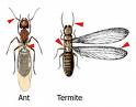 [ant+or+termite.jpg]