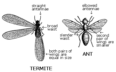 [termite_vs_ant.gif]