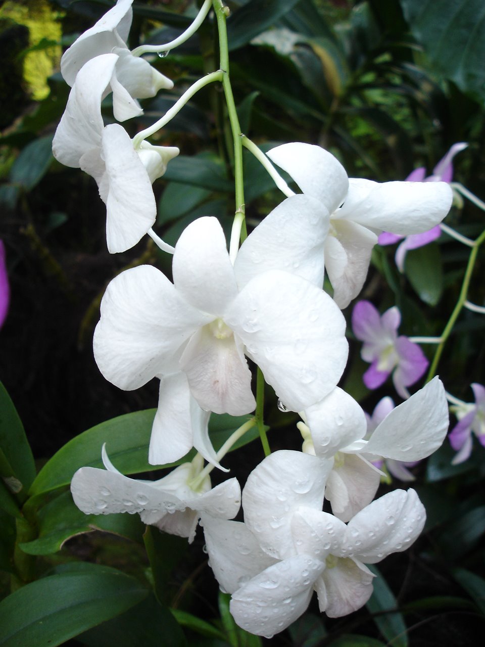 [White_orchid.jpg]