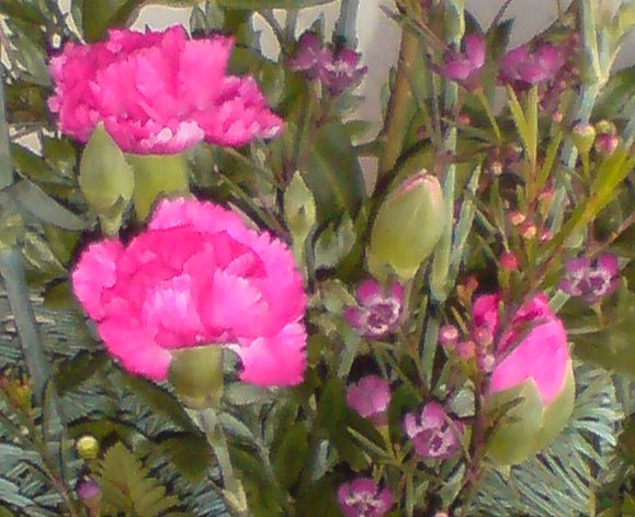 [pink+carnations.jpg]