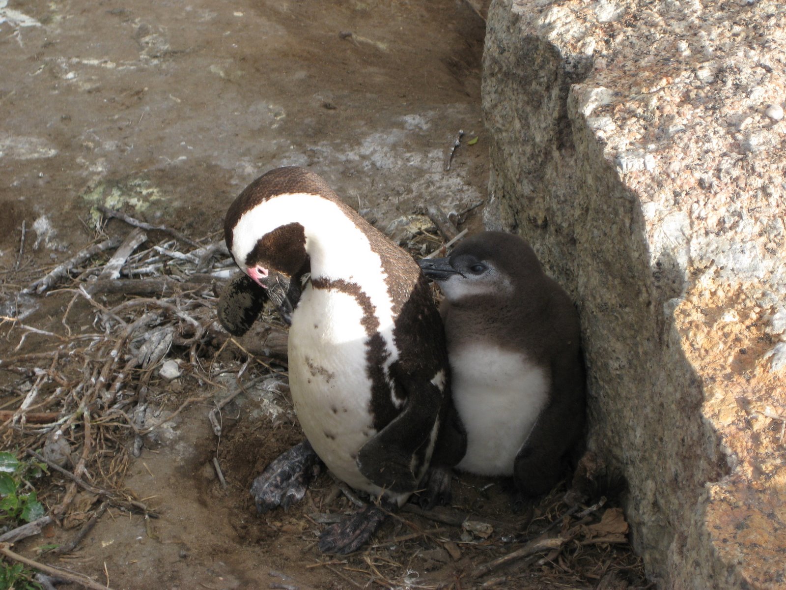 [penguin+and+baby.JPG]