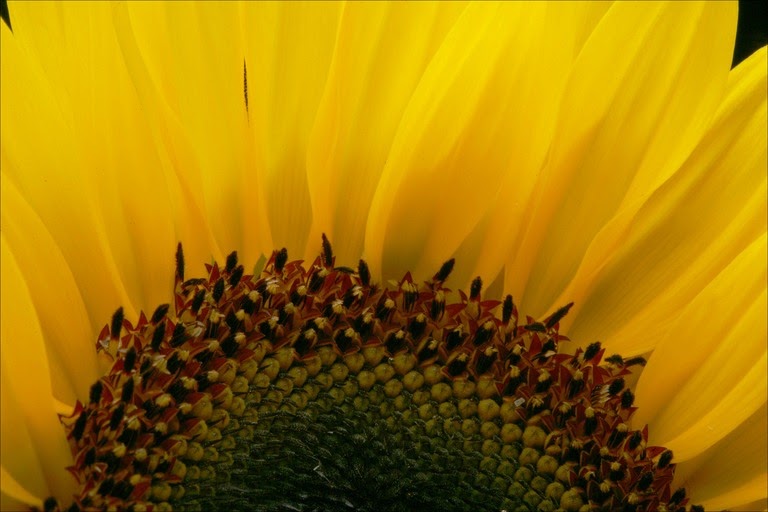 [sunflower-closeup.jpg]