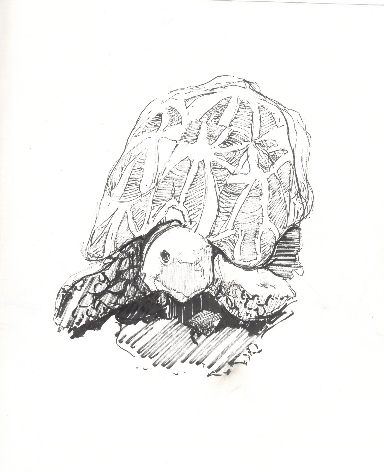 [turtle-drawing.jpg]