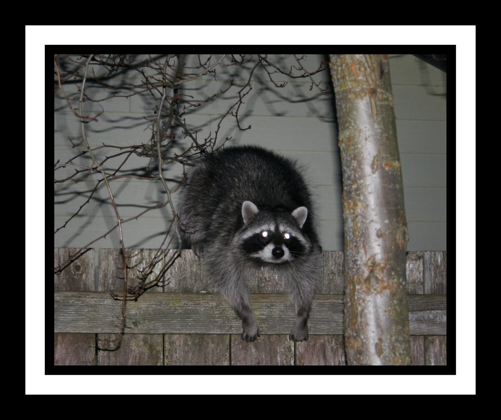 [coon+on+fence+2+copy.jpg]