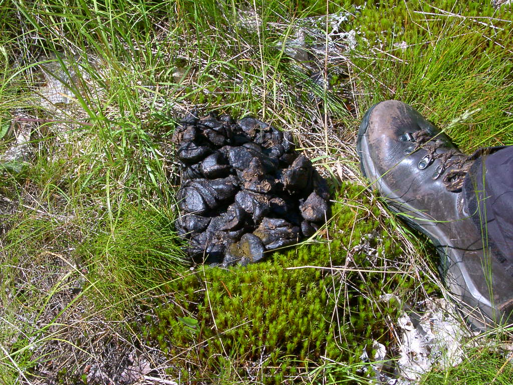 [51+-+Fresh+bear+scat+a+few+hundred+meters+from+our+campsite.jpg]