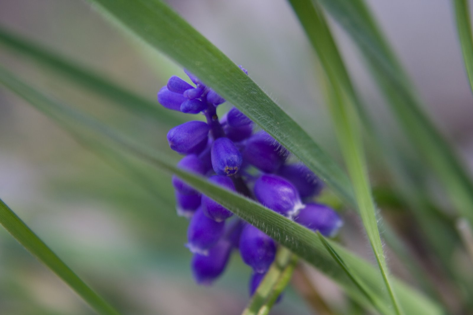 [purple+flower-1.jpg]
